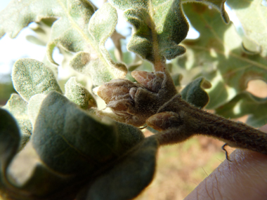 Bourgeons ovoïdes à écailles grises. Agrandir dans une nouvelle fenêtre ou onglet)